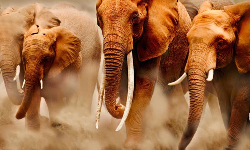 culpa-veritatis-dolore-corporis-aut-doloremque